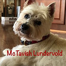 Tavvy Lundervold.JPG