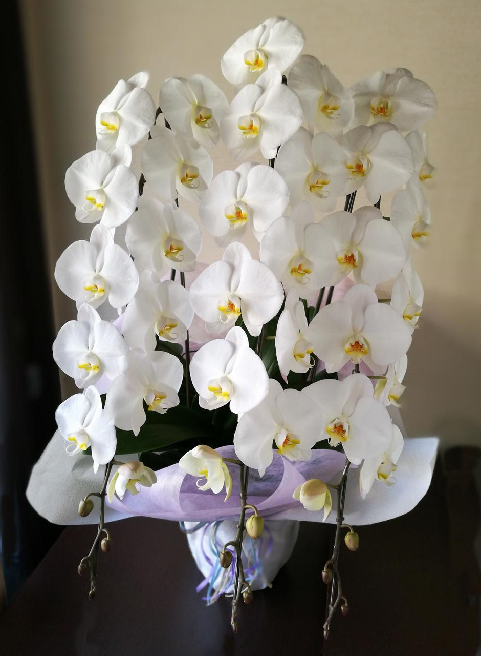 サムネイル： 胡蝶蘭白