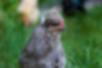 Araucana - Lavender