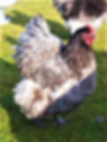 Orpington - Blue Hen