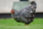 Wyandotte - Silver Laced