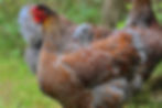 Wyandotte - Blue laced red