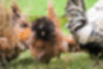 Polish - Gold laced frizzle