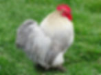 Pekin Bantam - Blue