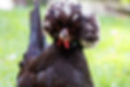 Polish - white crested black