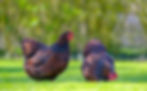 Wyandotte - Gold Laced