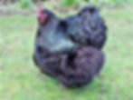 Orpington - Black