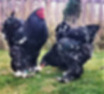 Brahma - Black Mottled
