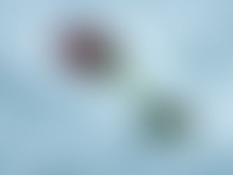 A Good Year for the Roses