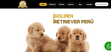 Golden Retriever