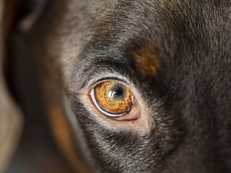 Dog's Third Eyelid - Nictitating Membrane - Cherry Eye