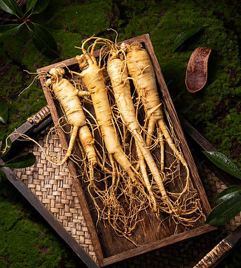 fresh-ginseng-root-amazing-health-benefits-ginseng-you-need-know-ginseng-plant_848048-3518