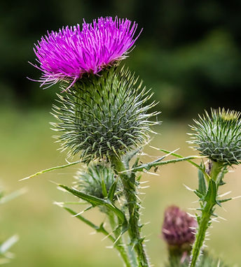 Milk_Thistle_Silybum_Marianum_3000454__80877.1705066185.jpg