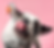 Daily_FeedingInstructions_edited.png