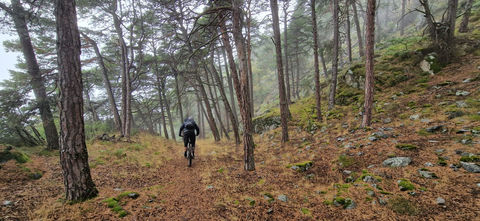 Pine Forrest biking, MTB