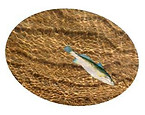 fish.jpg