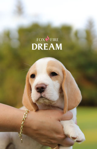 GREATEST SHOW LITTER 2025 | Foxfire Beagles