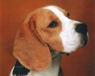 LITTERS - Beagle Puppies | Ontario | FoxFire Kennel