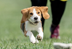 PUPPIES & PLANS | Foxfire Beagles