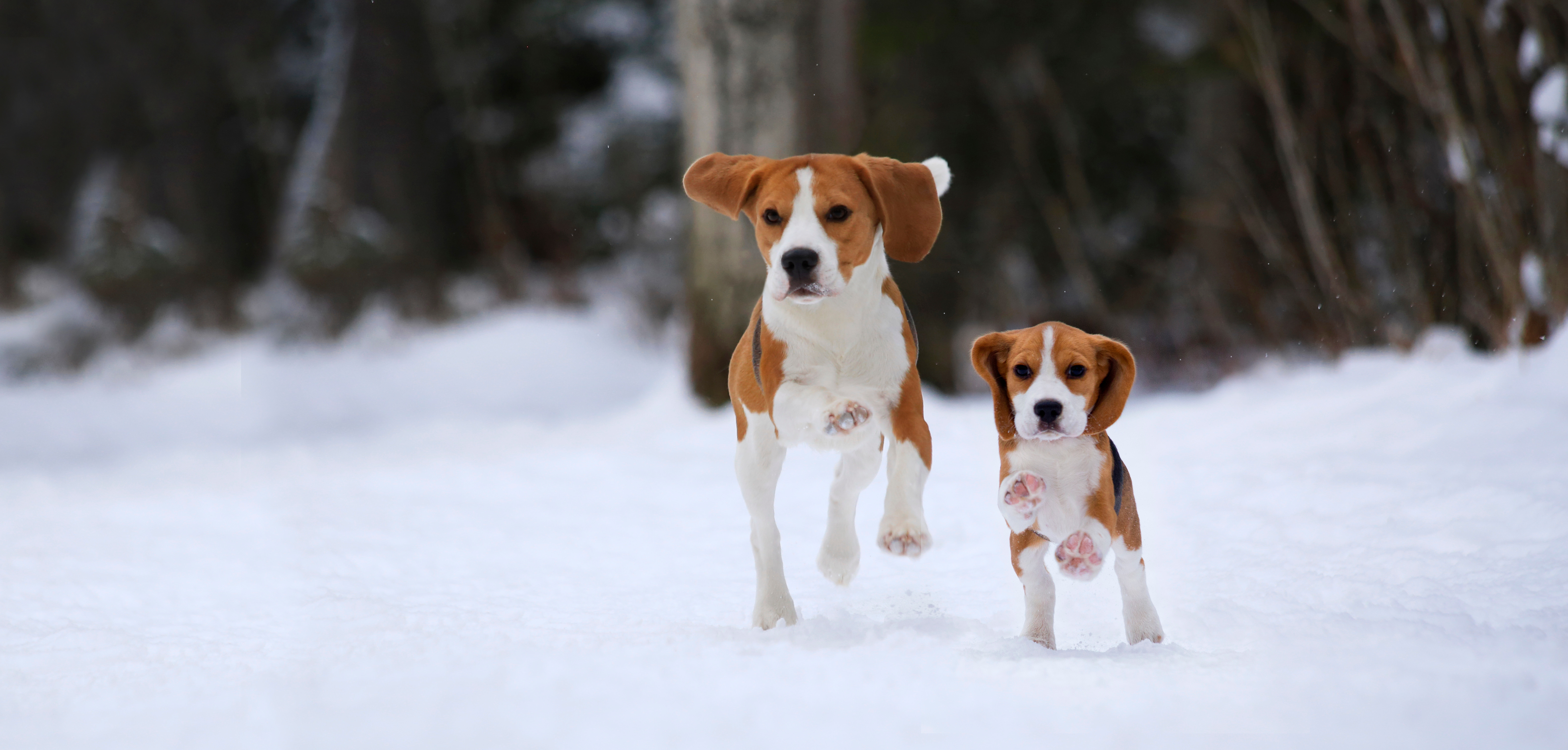 Beagle Puppies Ontario Foxfire Kennel
