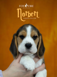 Norbert-week7.jpg