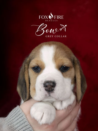 Young Beagle Puppy