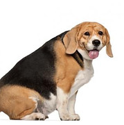 195819-425x311-Fat-Beagle.jpg