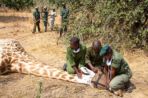 A giraffe receiving veterinary care from a team