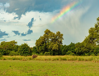 elephant with rainbow lo res-1 (1).jpg
