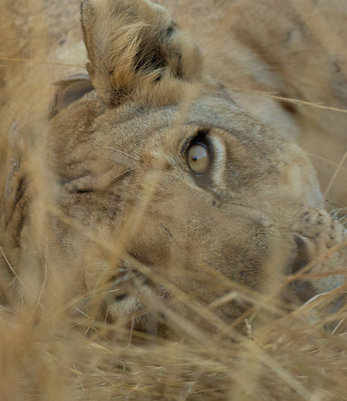 lion closeup.jpg