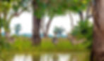 Zebras-Nsefu-Mopani-Forest-hiRes-1-1-scaled_edited_edited.jpg