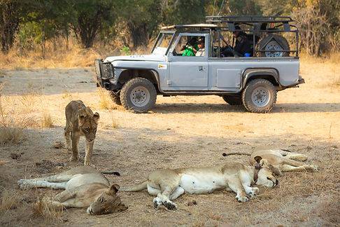 Three lions laying in front of a vehicle with scientific equipment