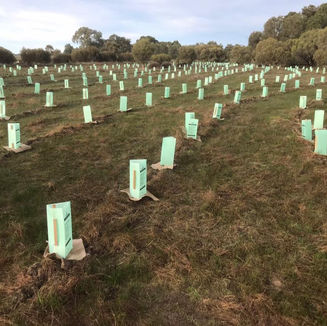 REVEGETATION PLANTING