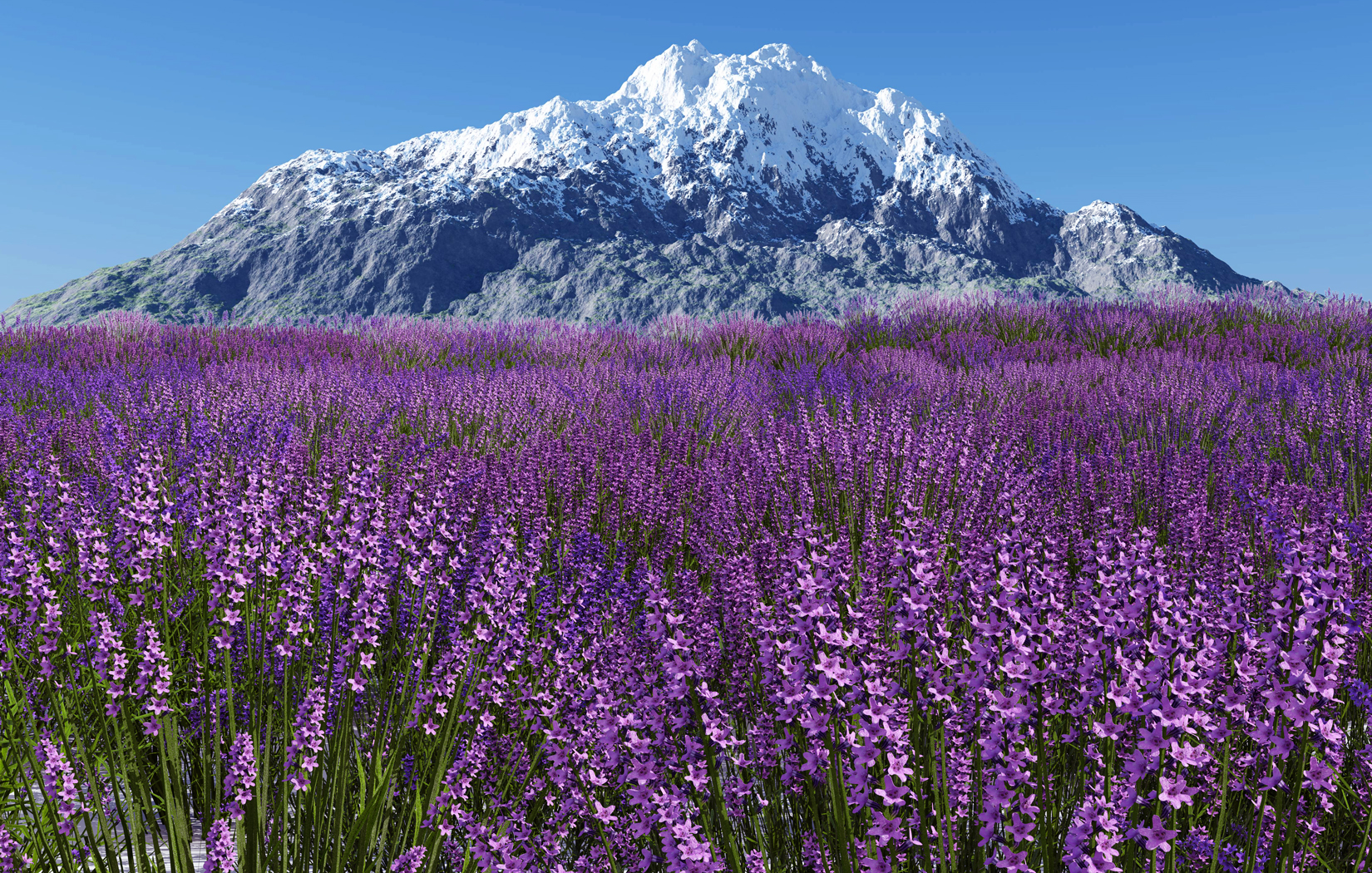 lavender farm