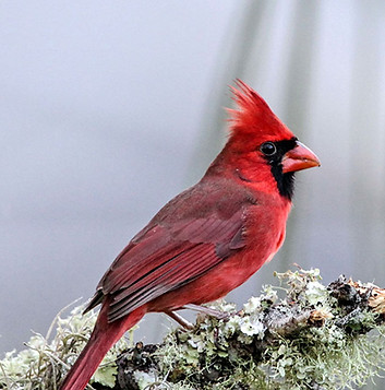 Photo of a red cardinal on a snowy branch, for Kindness lasts forever, with fourteen examples in pictures.