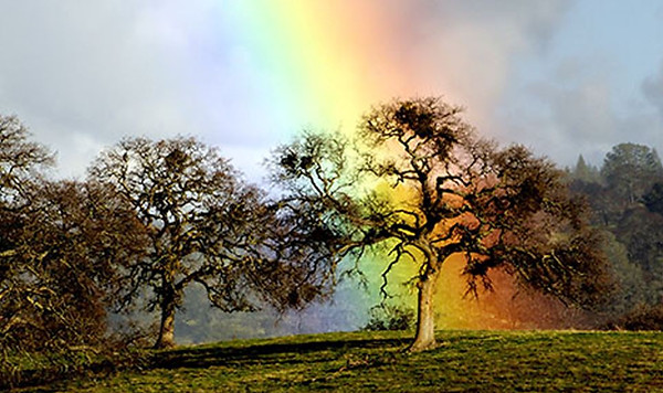 Photograph of a wide rainbow touching ground just behind a knarled tree, illustration for: A lot of fear in Faceoffs with Bad Thoughts.