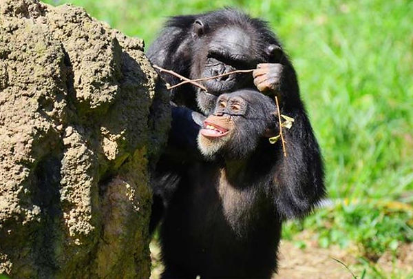 Photograph of chimps poking sticks in holes, illustration for: Study of Chimpanzee Tool Use debunks Chimps in Stone Age Theory.
