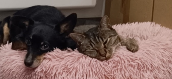 Chien, chat… et si j’adoptais un lapin ? Les animaux et l’autisme, entre réconfort et assistance