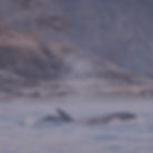A pod of killer whales swims with one exhaling a plume of sea spray on the surface. A purple filter colors the image