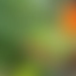 From Farm to Table: Salsa Verde