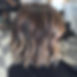 61 Balayage Bob marrón ondulado multitono.jpg