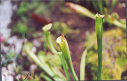 JARDIN BOTANICO - MADRID