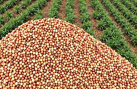 sector-legumes-CmW_wvOk.jpg