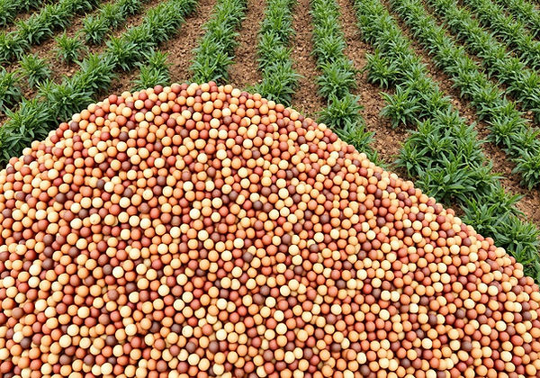 sector-legumes-CmW_wvOk.jpg
