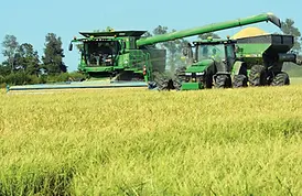 Rice-Harvest-Florenden-Laws_1_3.webp