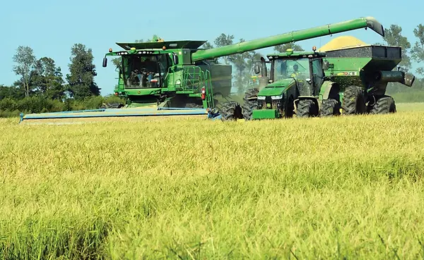 Rice-Harvest-Florenden-Laws_1_3.webp