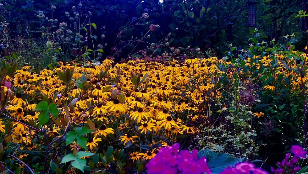 Riot of color - black-eyed Susans!