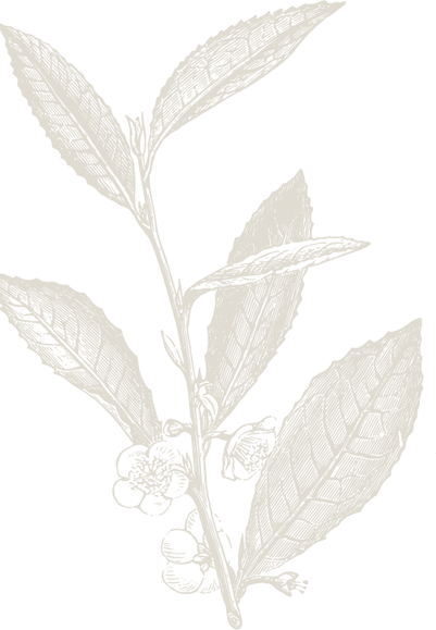 camellia GOLD 25%.png