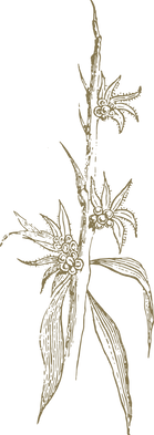 sea buckthorn 2 GOLD.png