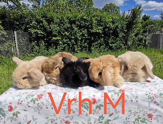 foto vrhu M